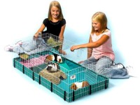 A Guide to Finding the Best Guinea Pig Cages