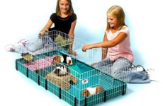A Guide to Finding the Best Guinea Pig Cages