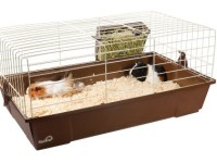 Guinea Pig Cages: Should They Be Kept Indoor or Outside the House?