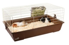 Guinea Pig Cages: Should They Be Kept Indoor or Outside the House?