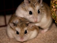 Dwarf Hamster Cages:  Selecting the best ones for your furry little friends