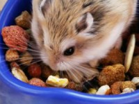 What do hamsters eat?  A guide to the best hamster food and hamster treats.
