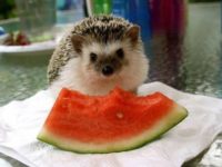 What To Feed Your Hedgehog?  Hedgehog Food Checklist
