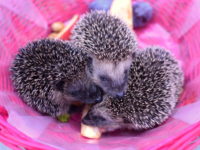 Hedgehog Supplies List: Everything You Need to Know About Supplies for Hedgehog