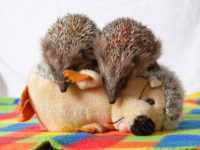 Top 5 Toys for Hedgehogs