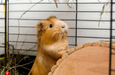 Portrait of red guinea pig. Close up photo.