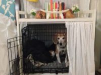 Everything You Need to Know about Dogs and Cages
