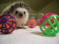 Do Hedgehogs Play with Toys?