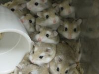 Where to Keep a Hamster