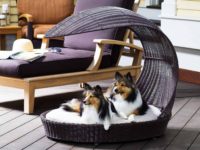 Dog Loungers for Different People’s Needs