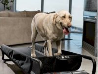 When to Know If You Need a Dog Treadmill?