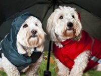 Dog Umbrella – Keep Your Pet Dry in the Rain