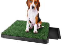 Best Dog Potty Grass for Your and Pet’s Convenience