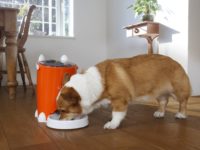 Timed Dog Food Dispenser: Ensure Your Pet is Fed on Schedule