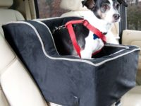 Keep Your Pet Safe While on the Road with a Dog Console Car Seat