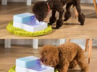 Give Your Dog Fresh Clean Water With Automatic Dog Waterer