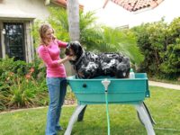 Dog Bath Tub Ideas for Ease and Convenience