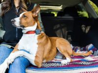 Best Dog GPS Trackers and Why You Should Get One For Your Dog