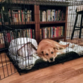 midwest-icrate-small-medium-large-dog-crate