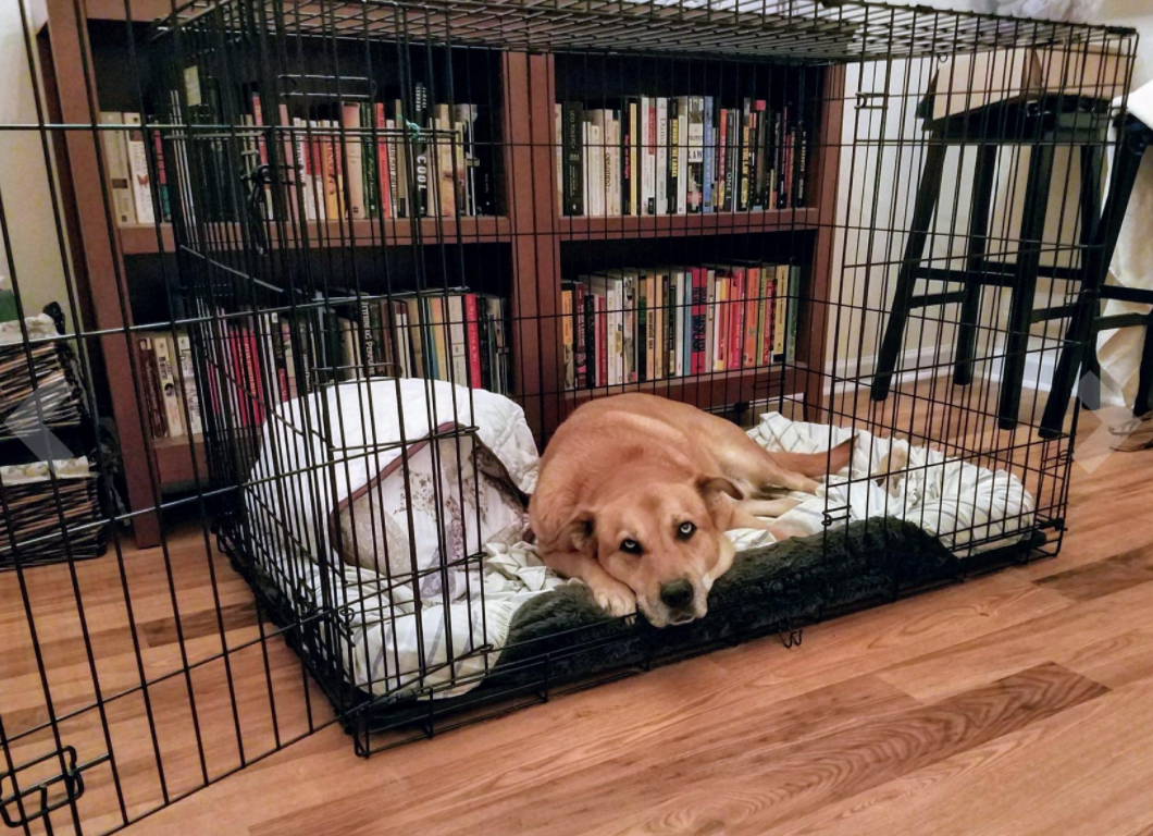 midwest-icrate-small-medium-large-dog-crate