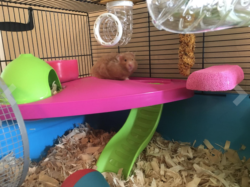 savic hamster cage copy